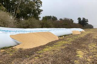 Sigue sin freno un delito: se llevaron $600.000 en soja