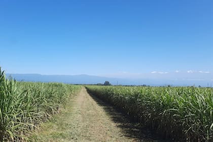 Además de maíz, el etanol también se elabora con caña de azúcar