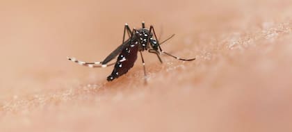 Además de medir la exposición al virus, los investigadores identificaron donantes de sangre que cursaban una infección por dengue sin saberlo