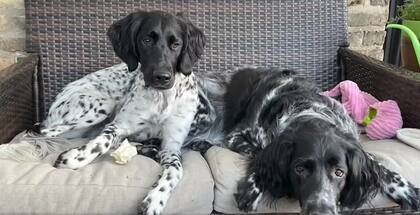 Además de Pixel, la pareja también tienen a Roxanne