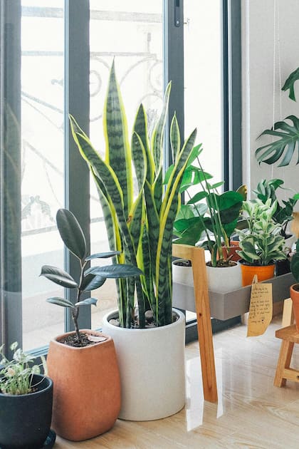 Además de plantas que limpian el aire, hay variedades ideales para el baño, como la Calathea dottie, que absorbe toxinas pero además mejora los niveles de humedad.