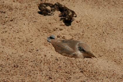 Además de rayadores se observan chorlitos de collar, el gaviotines, chimangos y el chinchirrín, un pajarito corredor tan veloz que casi no se deja ver y cuya presencia se detecta por las huellas diminutas que va dejando.