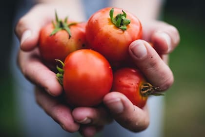 Además de saludables, los tomates son un producto muy versátil