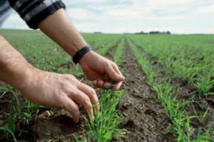 El trigo seguirá con una alícuota de 9,5%