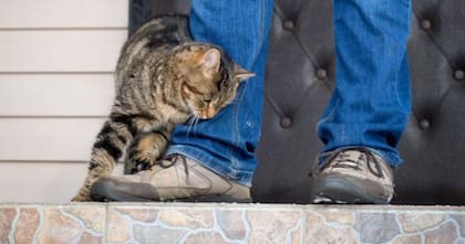 Además de ser un acto de afecto y confianza, también es por la territorialidad que los caracteriza
