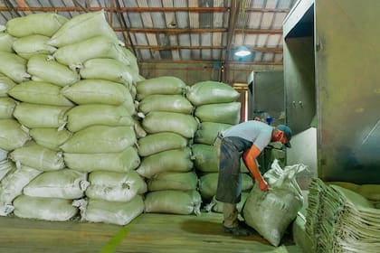 Además de su planta de molienda en San Ignacio, la cooperativa tiene otra en Puerto Mineral, donde también están el secadero y un campo con yerbatales, y una tercera en Rosario, donde procesan mate cocido y té