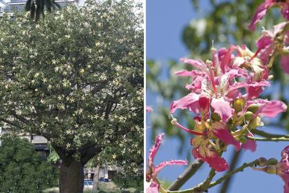 Además de sus llamativas flores, el palo borracho tiene un tronco en forma de botellón con aguijones.