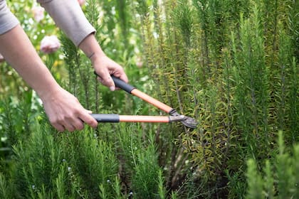 Además de tener en maceta, el romero se puede planar en tierra y se genera un arbusto para tener siempre a mano