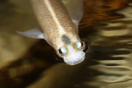 Además de tener una visión aérea y acuática a la vez, los peces de cuatro ojos (Anableps, oriundos del Amazonas) también presentan una asimetría en sus genitales