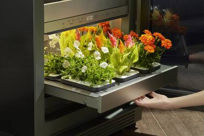 Además de vegetales, la huerta tecnológica de LG también permite realizar desarrollar diversos cultivos de jardinería