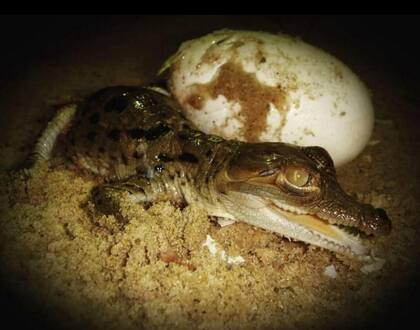 Además de Venezuela, los descendientes de Juancho se pueden encontrar en casi una docena de zoológicos de EE.UU. y en uno de Dinamarca.