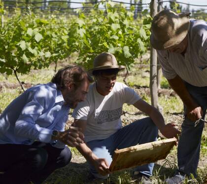 Además de viñedos, en la finca hay 150 colmenas que ayudan a la biodiversidad. La sinergia entre viticultura y apicultura es importante donde las abejas contribuyen a la calidad de la uva
