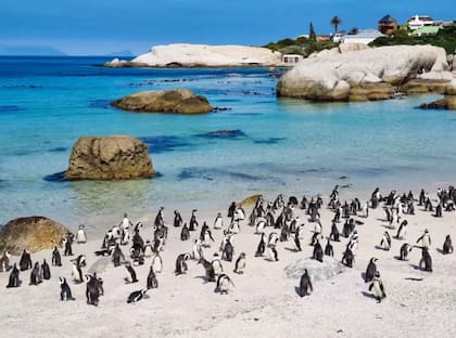 Además del atractivo de los pingüinos, el trayecto en coche a la playa por la Península del Cabo es uno de los más pintorescos del continente (Foto: Gentileza Big 7 Joy)