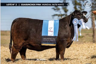 Pagaron $105 millones por el 33% de una ternera Brangus