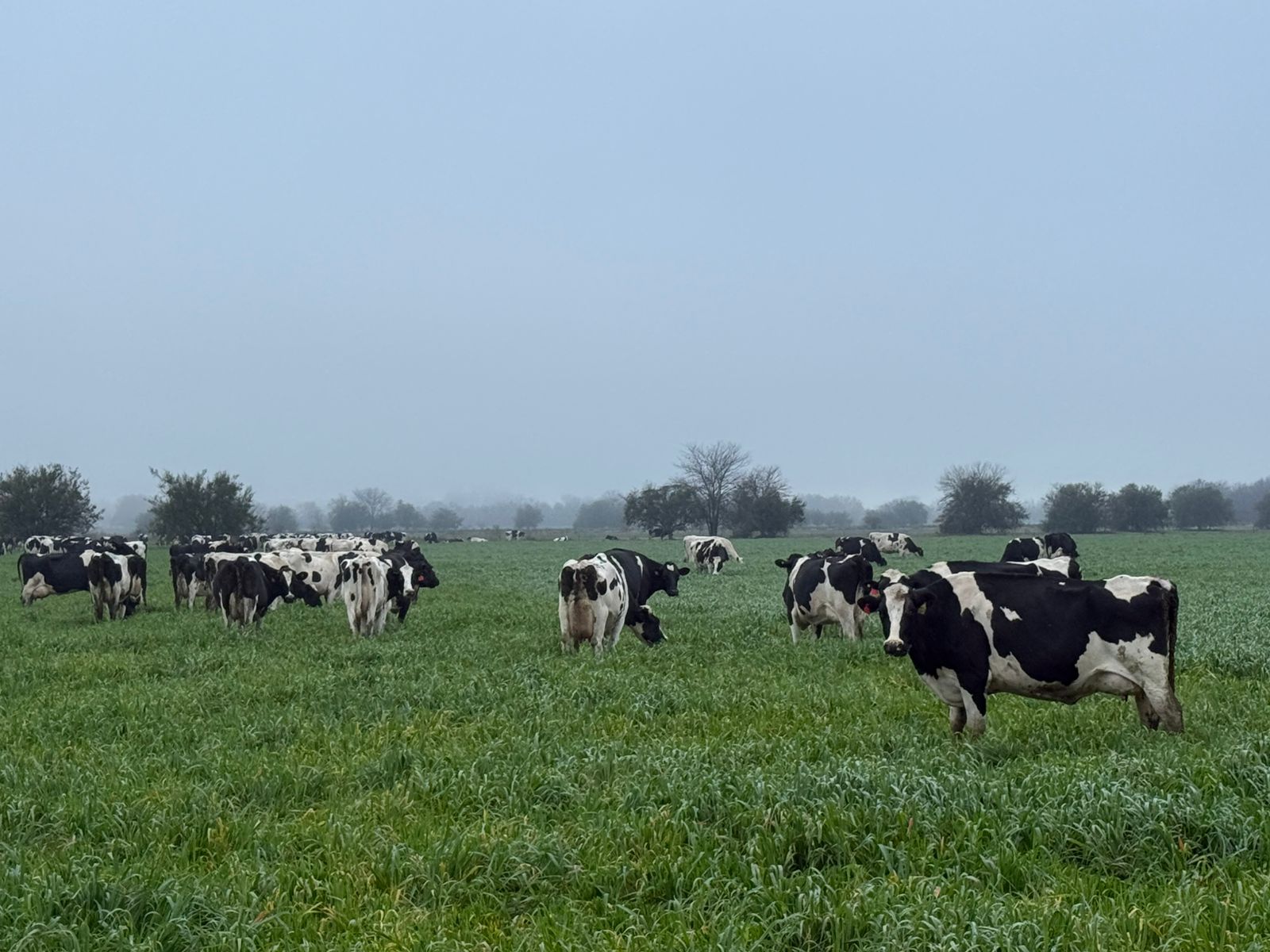 Además del impacto sanitario, remarcaron que el potencial económico es considerable: al reducir la prevalencia de la enfermedad, los tambos pueden evitar pérdidas productivas y costos asociados a tratamientos prolongados