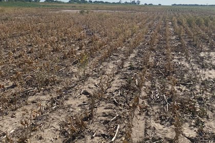 Además del norte de Santa Fe hubo sequía en Chaco