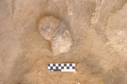 Además del túnel, en la expedición arqueológica se halló la cabeza de una estatuilla realizada en alabastro