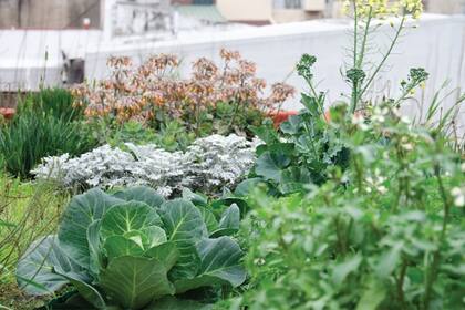 Además, podés armar una huerta con tus plantas preferidas