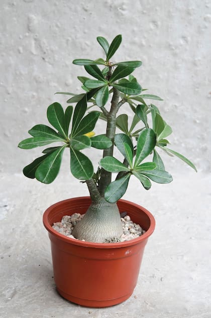 Adenium obesum o rosa del desierto es una planta caudiciforme, es decir, que almacena agua en su tallo. Sin hojas, no es necesario regar.
