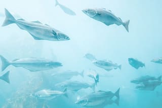 ADN revela la conectividad global de la vida en aguas profundas