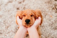 Día del Animal: una guía para conocer a la mascota ideal según tu personalidad y los mejores consejos para la adopción