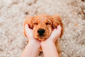 Una guía para conocer a la mascota ideal según tu personalidad y los mejores consejos para la adopción