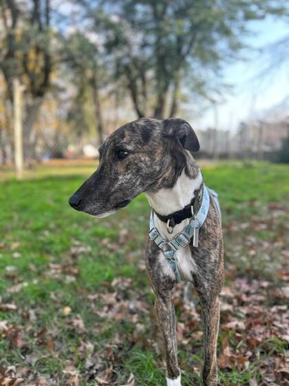 Adoptar un perro o un gato adulto tiene el beneficio de que ya conocés su carácter, comportamiento y tamaño (Foto: LA NACION)