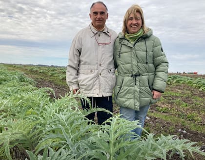 Adriana Riccetti, junto a su esposo, el ingeniero agrónomo Gonzalo Villena, producen alcauciles en un predio de cinco hectáreas