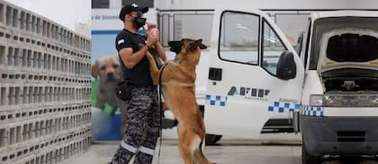 Con sus guías, los 160 perros aduaneros trabajan en aeropuertos como Ezeiza y pasos fronterizos, pero también pueden acompañar procedimientos de la Policía Federal, la Policía de la Ciudad y Prefectura