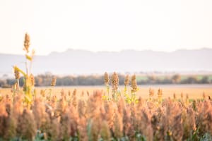 La industria semillera llega con nuevos híbridos, variedades y tecnologías para mejorar el rendimiento