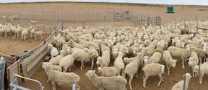 Temor en empresas patagónicas del agro por una medida del Gobierno