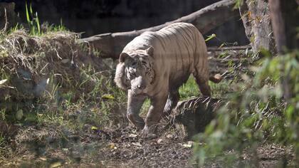 Advierten que los animales se estresarán durante las obras para renovar el zoo porteño