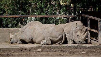 Advierten que los animales se estresarán durante las obras para renovar el zoo porteño