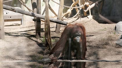 Advierten que los animales se estresarán durante las obras para renovar el zoo porteño