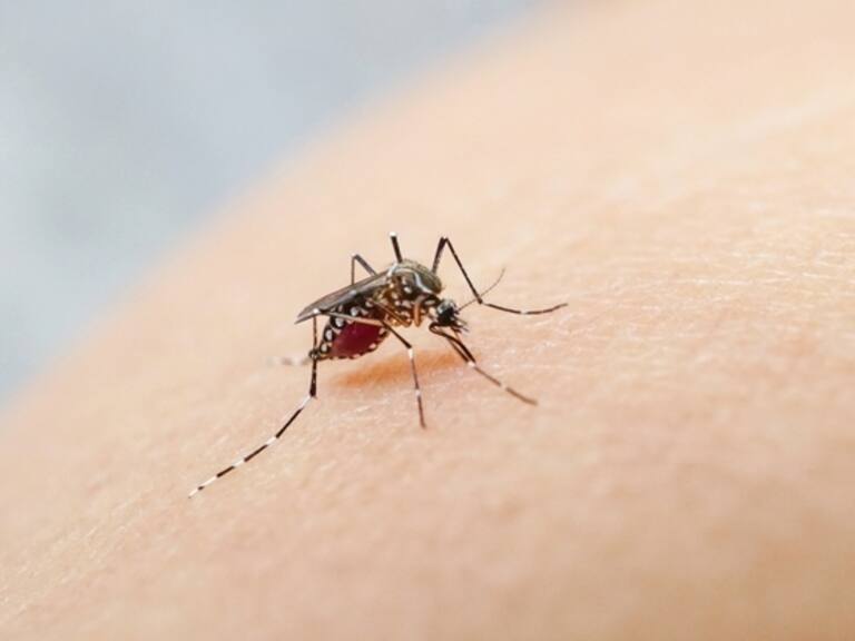 El mapa del dengue: ya se notificaron más de 200.000 casos en el país