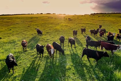 El sector ganadero perdió entre 8 a 10 millones de hectáreas de muy buenos suelos que pasaron de ganadería a agricultura, pero a su vez hubo y hay una expansión de la superficie ganadera de suelos con menor potencial de producción