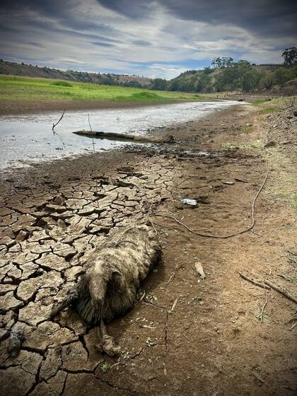 Aferrada a un hilo de vida, en un río seco.