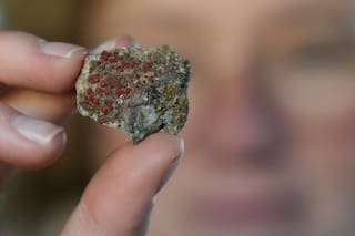 Aficionados del estudio de los hongos ayudan a científicos a conocerlos mejor