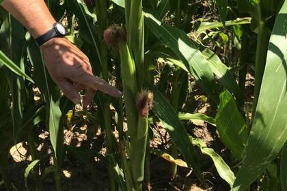 “Los factores que impulsan este optimismo se debe en el corto plazo a la mejora de las condiciones climáticas que van a llevar a una producción casi récord de 137 millones de toneladas de granos y oleaginosas; en el mediano plazo, el optimismo se atribuye al cambio de las políticas dirigidas al sector agropecuario que impactan positivamente en la rentabilidad del mismo”, aseguran