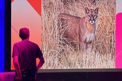 AFONA, la Asociación de Fotógrafos de Naturaleza Argentina invitó a Diego a dar la charla de cierre de año, aún sin ser socio, y lo destacó como el fotógrafo más apasionado de Argentina: "Sintieron que mi experiencia podía motivar a mucha gente a salir a sacar fotos de la naturaleza. Y Ojalá así sea", dice.