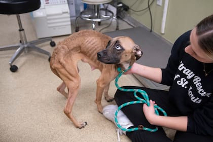 Afortunadamente, alguien la vio antes de que fuera demasiado tarde.