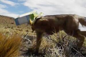 Salvó a un zorro de morir asfixiado por cajas en la Patagonia