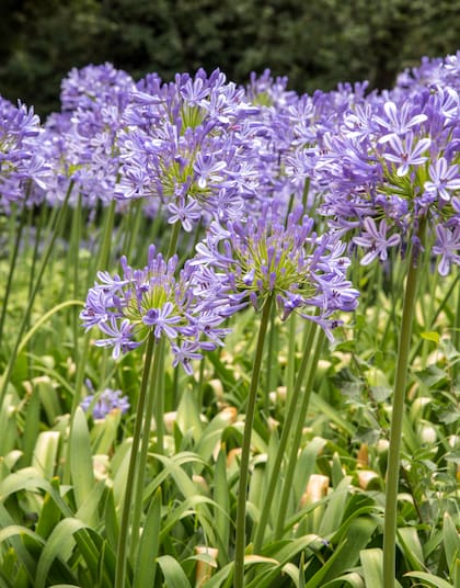 .agapanthus