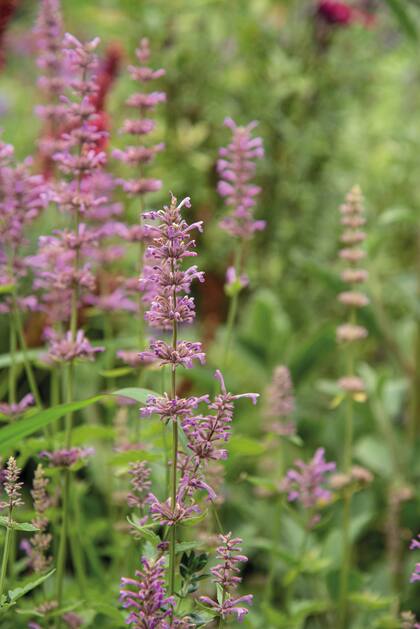 Agastache pallidiflora