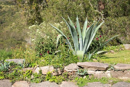 Agave americana tiene su propio sistema de reservas hídricas y sobrevive en patios olvidados