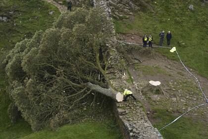 Agentes de policía observan el árbol caído en Sycamore Gap, junto al Muro de Adriano, en Northumberland, Inglaterra, el jueves 28 de septiembre de 2023.