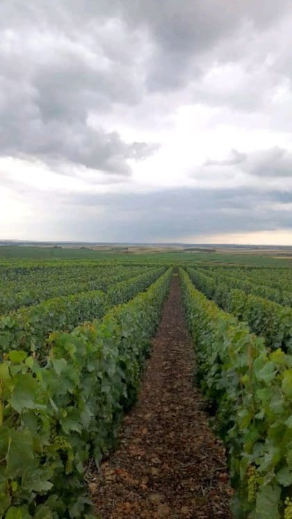 Agostini se encarga de seleccionar las mejores parcelas y acompañar el proceso de fermentación de las uvas