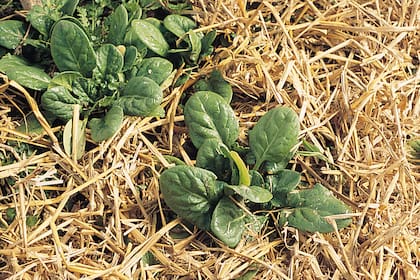 Agregar mantillo vegetal a la base de las plantas ayudará a protegerlas del frío.