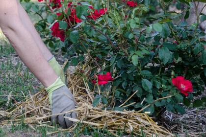 Agregar mulch o cobertura vegetal (paja o pasto seco) sobre canteros evita la pérdida de agua y ayuda en el aporte de nutrientes.