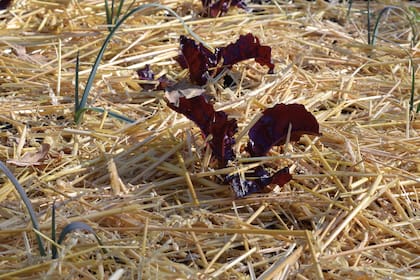 Agregar mulch protege las raíces de las plantas del frío y ayuda a conservar la humedad
